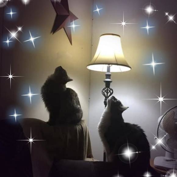 Meet your Posher, Pam - Picture 1 of 1